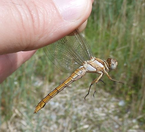 Crocothemis erythraea  - Nicola Pilon
