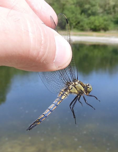 Orthetrum cancellatum  - Nicola Pilon