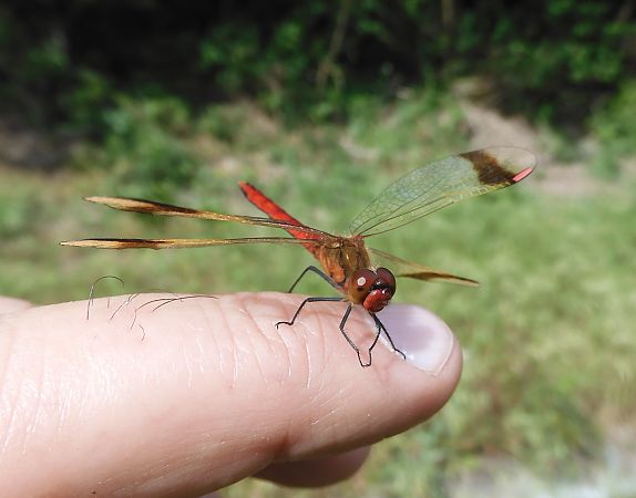 Sympetrum pedemontanum  - Nicola Pilon