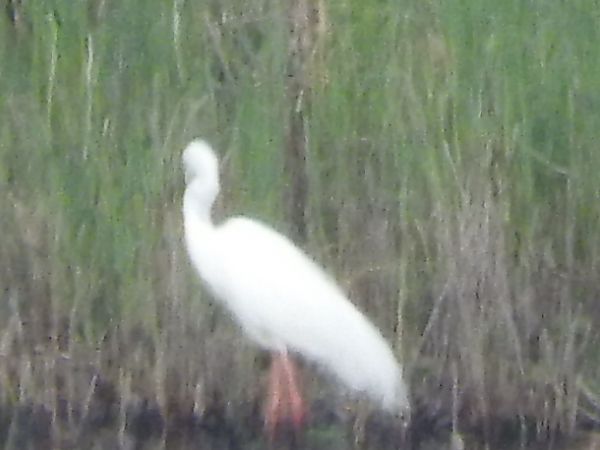 Airone bianco  - Paolo Faifer