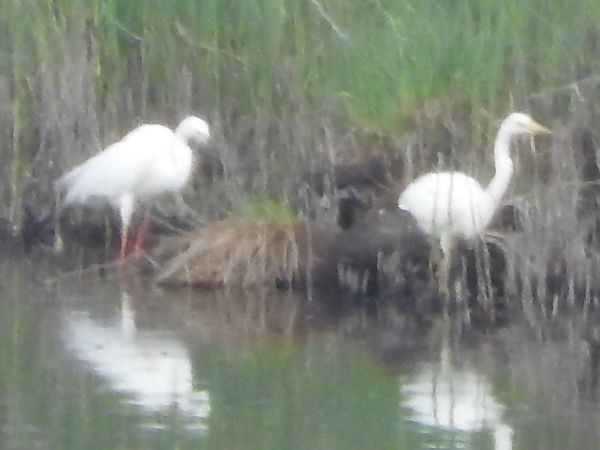 Airone indet.  - Paolo Faifer