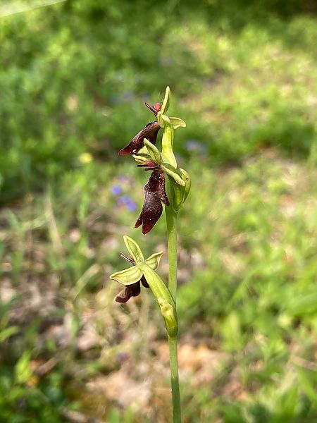 Ophrys insectifera  - Federico Pino