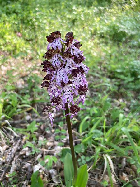 Orchis purpurea  - Federico Pino