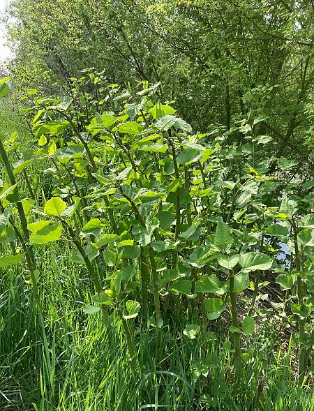 Fallopia japonica  - Federico Pino