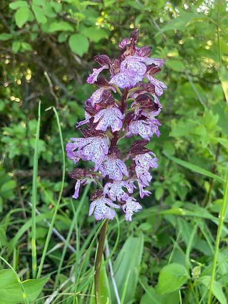 Orchis purpurea  - Federico Pino