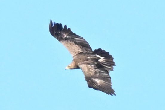 Aquila anatraia maggiore  - Antonino Sapone