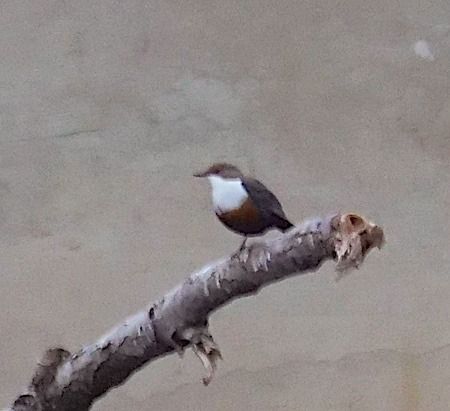 Merlo acquaiolo  - Angelo Pasqua