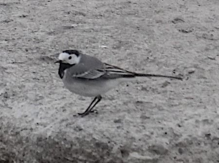 Ballerina bianca  - Angelo Pasqua