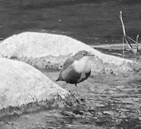 Merlo acquaiolo  - Angelo Pasqua