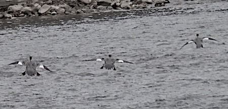 Smergo maggiore  - Angelo Pasqua