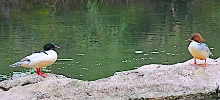 Smergo maggiore  - Angelo Pasqua