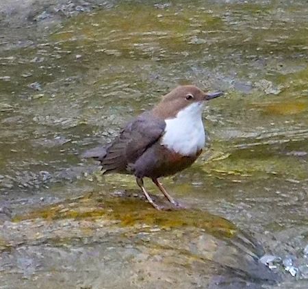 Merlo acquaiolo  - Angelo Pasqua