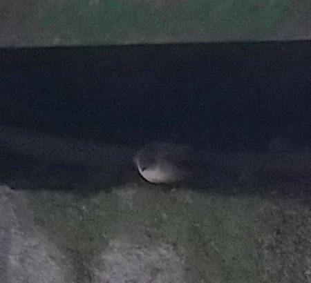 Rondine montana  - Angelo Pasqua