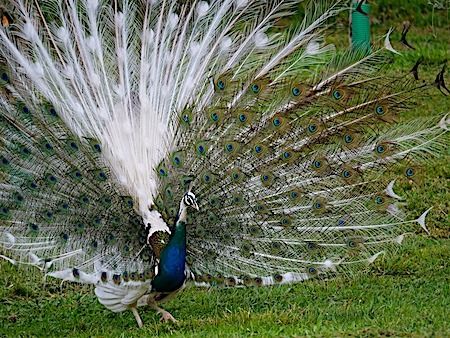 Pfau  - Angelo Pasqua