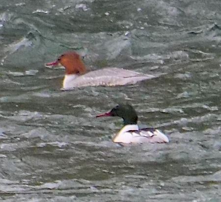 Smergo maggiore  - Angelo Pasqua