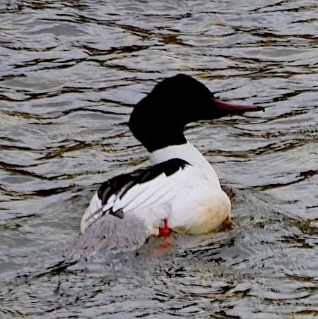 Smergo maggiore  - Angelo Pasqua