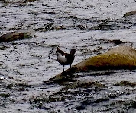 Merlo acquaiolo  - Angelo Pasqua