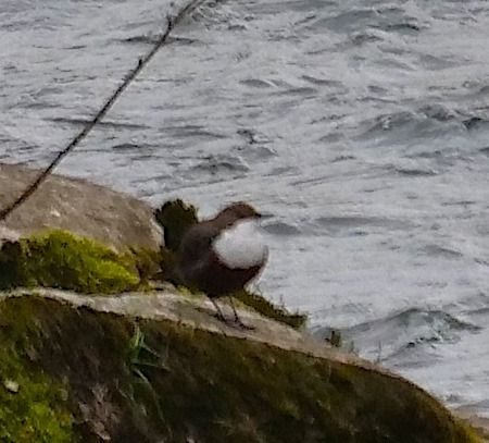 Merlo acquaiolo  - Angelo Pasqua