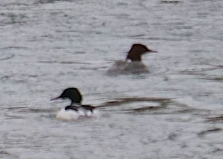 Smergo maggiore  - Angelo Pasqua