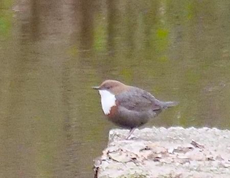 Merlo acquaiolo  - Angelo Pasqua