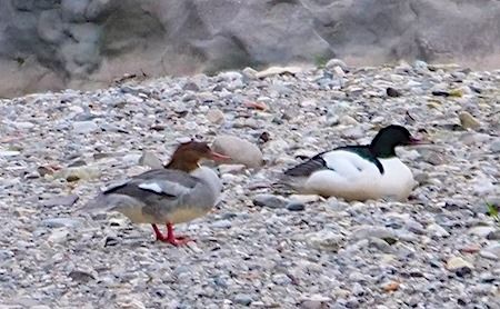 Smergo maggiore  - Angelo Pasqua