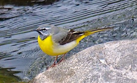 Ballerina gialla  - Angelo Pasqua