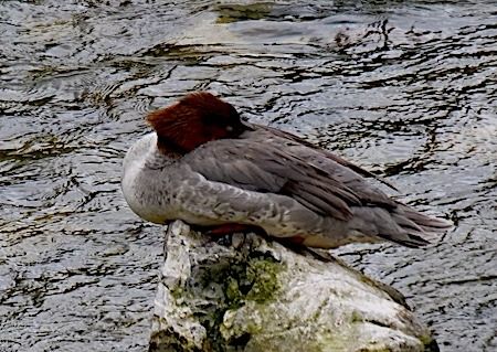 Smergo maggiore  - Angelo Pasqua