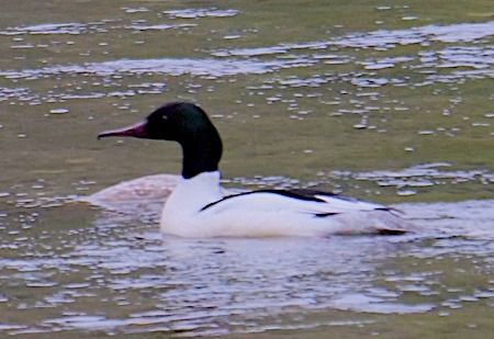 Smergo maggiore  - Angelo Pasqua