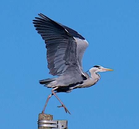 Airone cenerino  - Angelo Pasqua