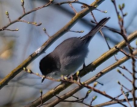 Occhiocotto  - Angelo Pasqua