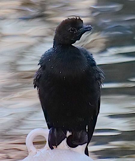 Marangone minore  - Angelo Pasqua