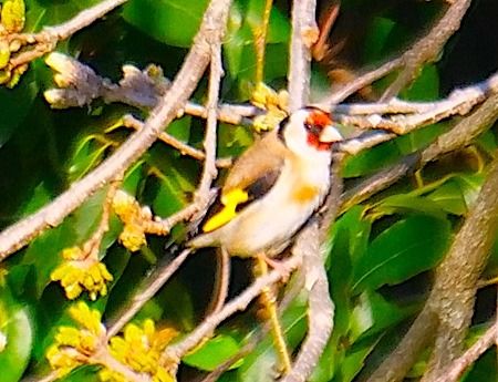 Cardellino  - Angelo Pasqua