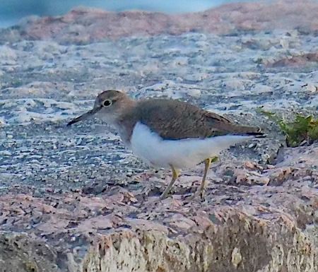 Piro-piro piccolo  - Angelo Pasqua