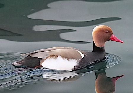 Fistione turco  - Angelo Pasqua