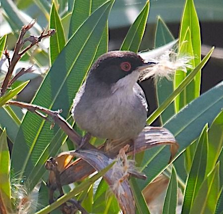 Sardinian Warbler  - Angelo Pasqua