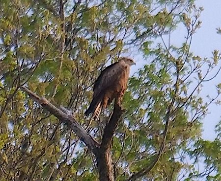 Nibbio bruno  - Angelo Pasqua