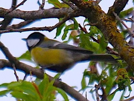 Cinciallegra  - Angelo Pasqua