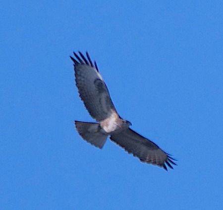 Poiana  - Angelo Pasqua