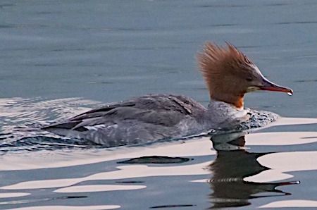 Smergo maggiore  - Angelo Pasqua