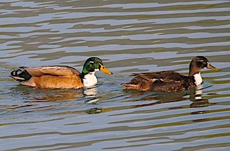 Anatra germanata  - Angelo Pasqua