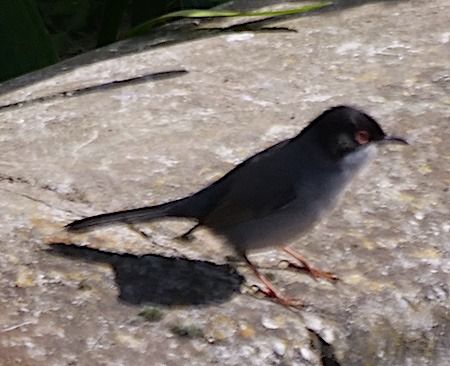 Occhiocotto  - Angelo Pasqua