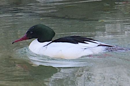 Smergo maggiore  - Angelo Pasqua