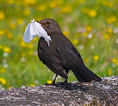 Merlo  - Angelo Pasqua