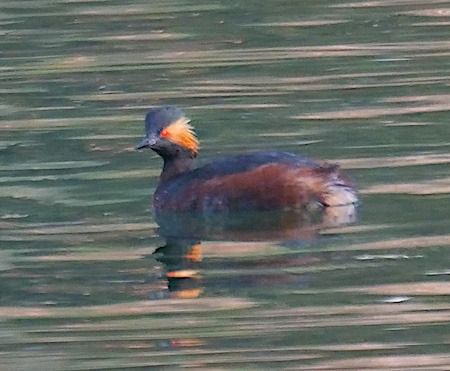 Svasso piccolo  - Angelo Pasqua