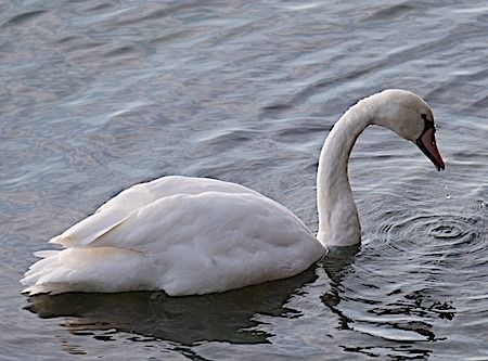 Cigno reale  - Angelo Pasqua