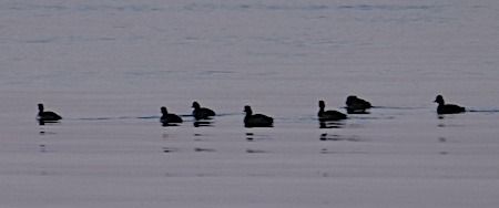 Svasso piccolo  - Angelo Pasqua