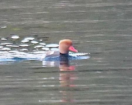 Fistione turco  - Angelo Pasqua