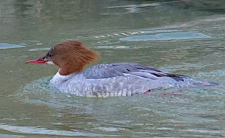 Smergo maggiore  - Angelo Pasqua