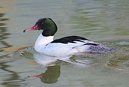 Smergo maggiore  - Angelo Pasqua