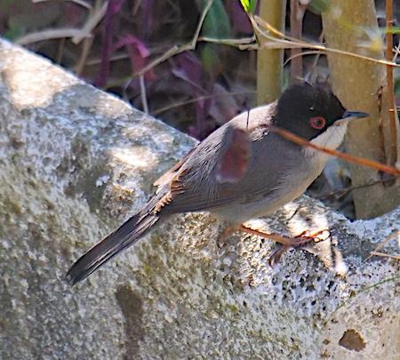 Occhiocotto  - Angelo Pasqua